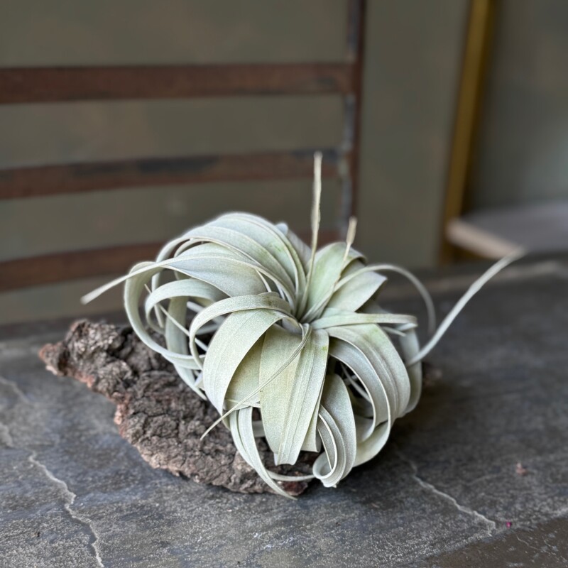 Tillandsia Hava Bitkisi