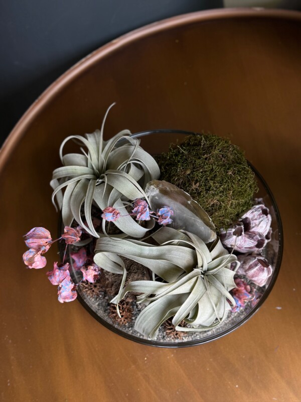 2 adet Tillandsia Hava Bitkisi
